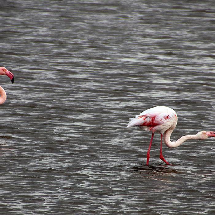freilenbende Flamingos