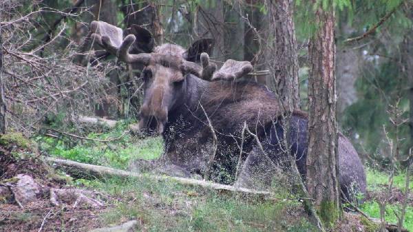 ein Elch im Elchpark