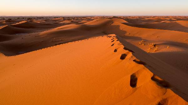 Morgenspaziergang in der Sahara