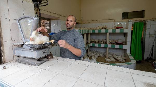 Unser gekauftes Huhn auf der Waage